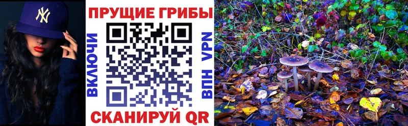 kraken вход Новосибирск Псилоцибиновые грибы Psilocybe